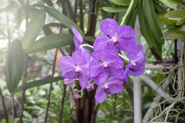 Orquídea bonita na natureza — Fotografia de Stock