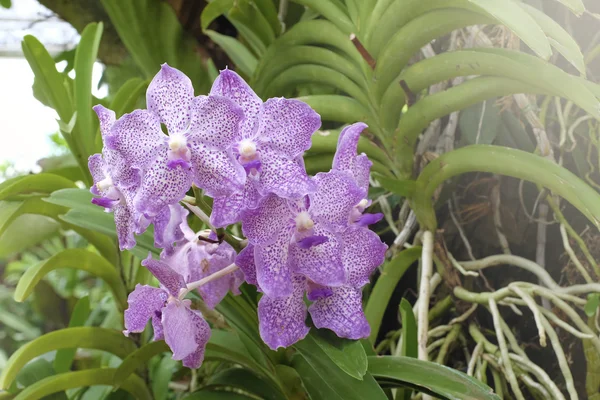 Schöne Orchidee in der Natur — Stockfoto