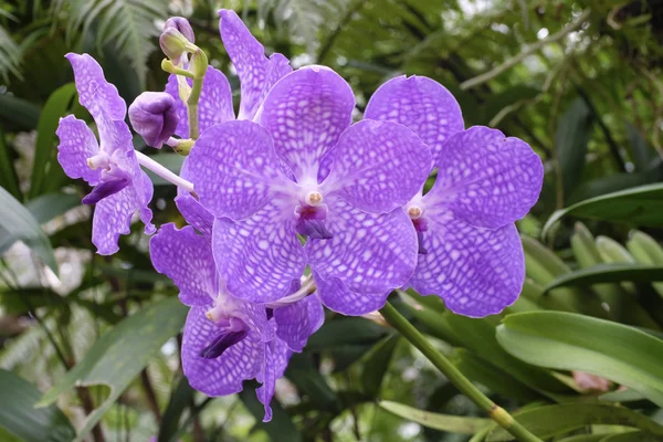 Beautiful orchid in nature — Stock Photo, Image