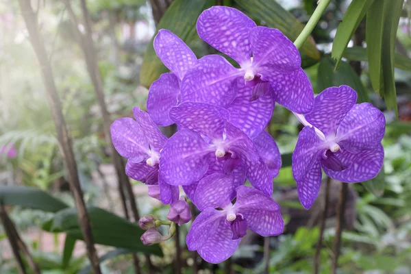 Hermosa orquídea en naturaleza — Foto de Stock