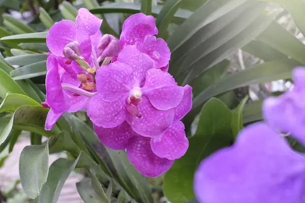 Красивая орхидея в природе — стоковое фото