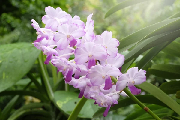 Orquídea bonita na natureza — Fotografia de Stock