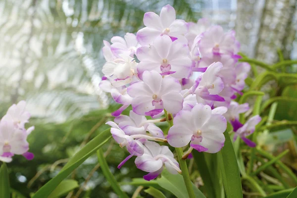 Hermosa orquídea en naturaleza — Foto de Stock