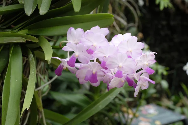 Orquídea bonita na natureza — Fotografia de Stock