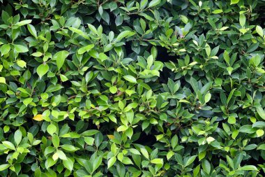 Doku uçak dikey çekim yeşil yaprakları