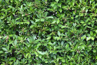 Doku uçak dikey çekim yeşil yaprakları