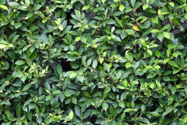 Doku uçak dikey çekim yeşil yaprakları