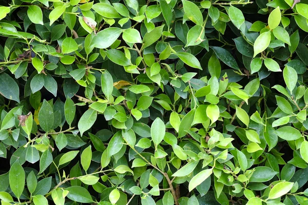 Groene bladeren textuur vlak loodrecht schieten — Stockfoto