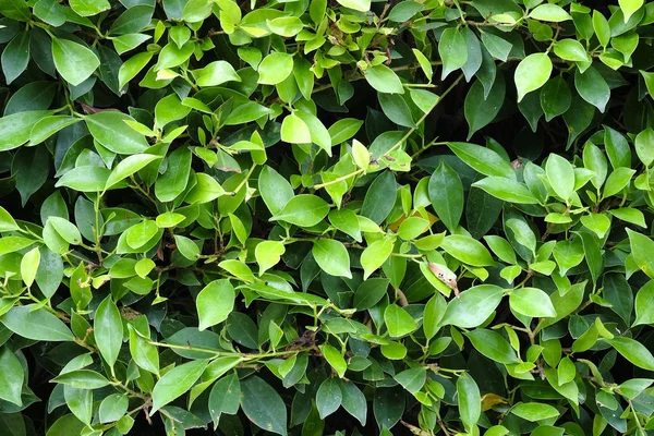 Groene bladeren textuur vlak loodrecht schieten — Stockfoto