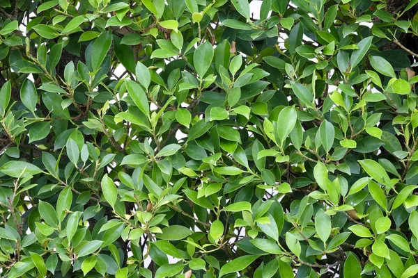 Groene bladeren textuur vlak loodrecht schieten — Stockfoto