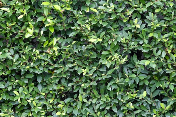Groene bladeren textuur vlak loodrecht schieten — Stockfoto