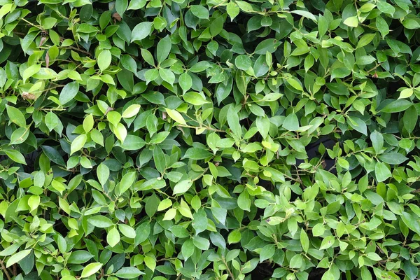 Groene bladeren textuur vlak loodrecht schieten — Stockfoto