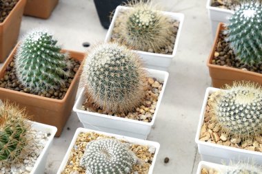 Pota küçük güzel kaktüs çeşitli