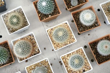 Pota küçük güzel kaktüs çeşitli