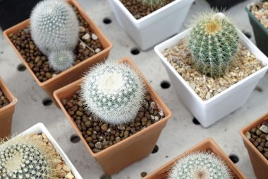 Pota küçük güzel kaktüs çeşitli