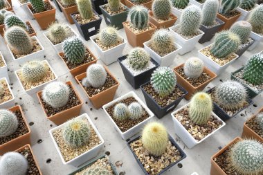 Pota küçük güzel kaktüs çeşitli