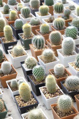 Pota küçük güzel kaktüs çeşitli