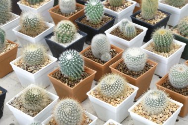 Pota küçük güzel kaktüs çeşitli