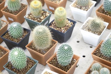 Pota küçük güzel kaktüs çeşitli