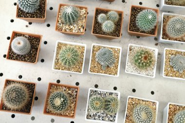 Pota küçük güzel kaktüs çeşitli