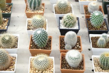 Pota küçük güzel kaktüs çeşitli