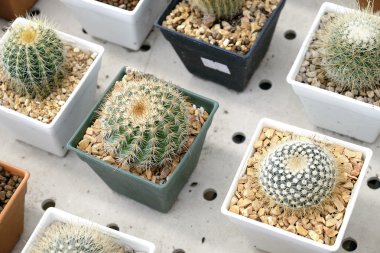 Pota küçük güzel kaktüs çeşitli