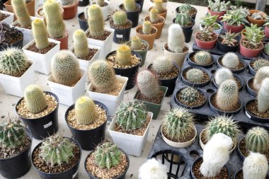 Pota küçük güzel kaktüs çeşitli
