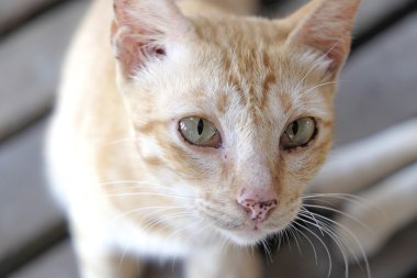 Turuncu şirin kedi - yumuşak odak