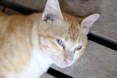 Turuncu şirin kedi - yumuşak odak