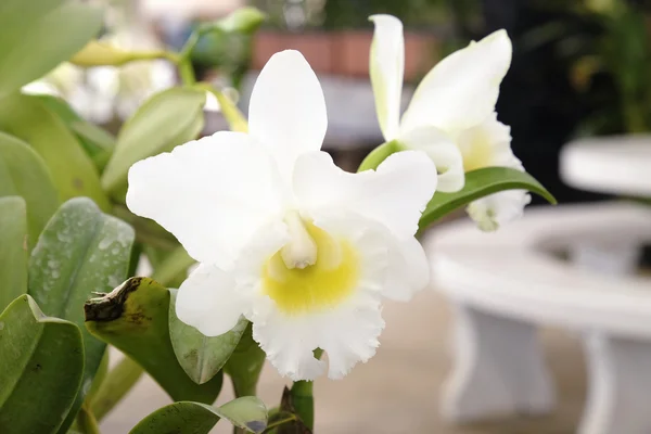 Hermosa orquídea Cattleya — Foto de Stock