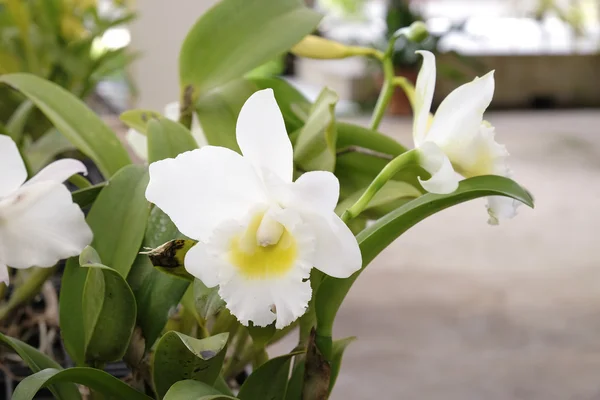 Orquídea de Cattleya bonita — Fotografia de Stock