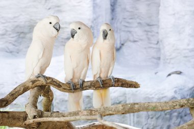 İstavrit üç Mölük Kakadu