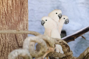 İstavrit üç Mölük Kakadu