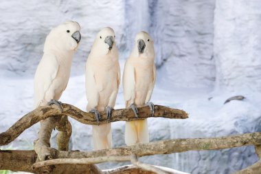 İstavrit üç Mölük Kakadu
