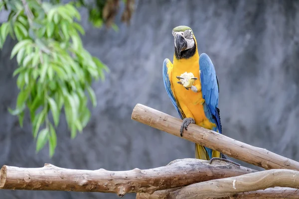 Papagaio de arara bonito no poleiro — Fotografia de Stock