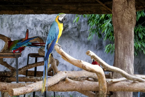 Милый попугай-ара на окуни — стоковое фото