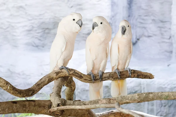 Три молукккских какаду на окуни — стоковое фото