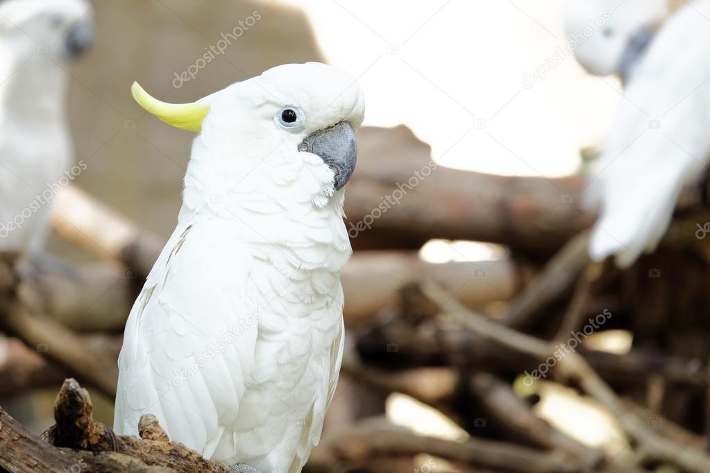 Portrait of Triton cockatoo