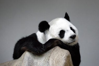 Kayanın üzerinde uyuyan panda