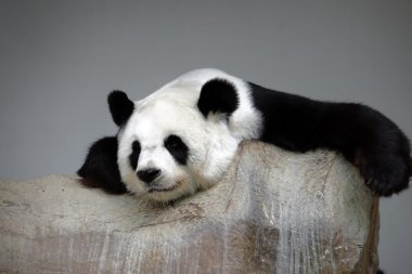 Kayanın üzerinde uyuyan panda