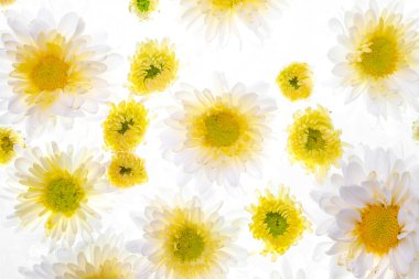 Beyaz arka plan üzerinde güzel papatya çiçek