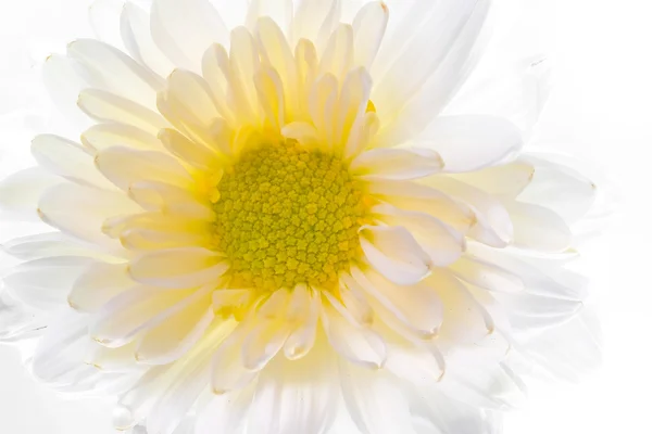 Beautiful daisy flower on the white background — Stock Photo, Image