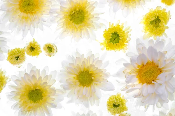 Beautiful daisy flower on the white background — Stock Photo, Image