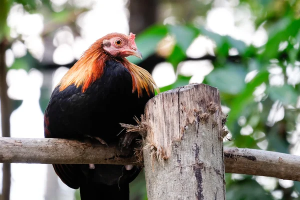 Beautiful chicken on the branch — Stock Photo, Image