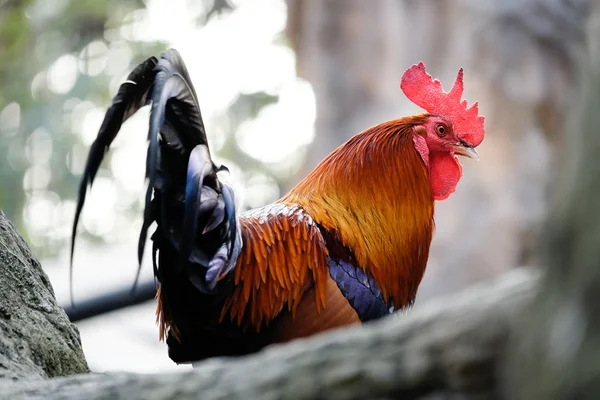 Beautiful chicken on the branch — Stock Photo, Image