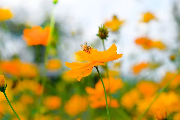 Bi på den gula blomman — Stockfoto
