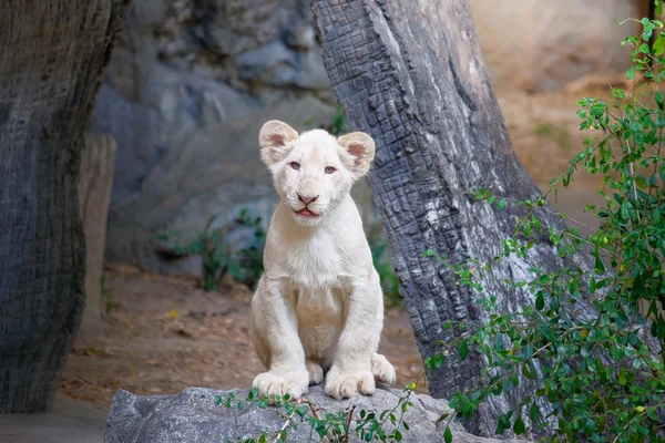 Симпатичный белый лев на скале — стоковое фото