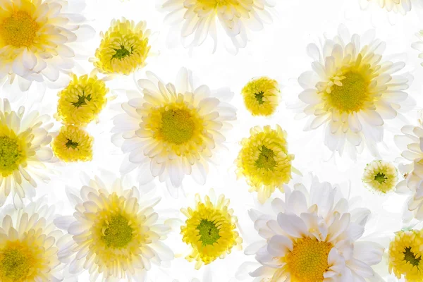 Красива ромашкова квітка на білому тлі — стокове фото