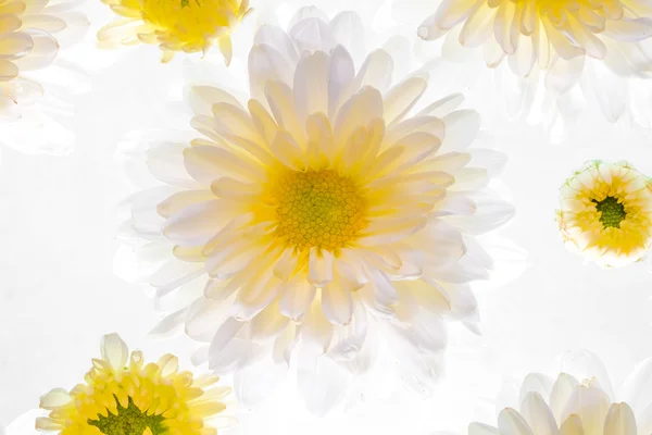 Красива ромашкова квітка на білому тлі — стокове фото