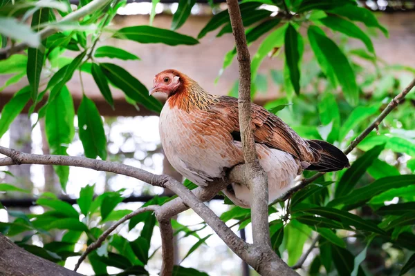 Beautiful chicken on the branch — Stock Image Beautiful chicken on the branch Royalty Free Stock Photos